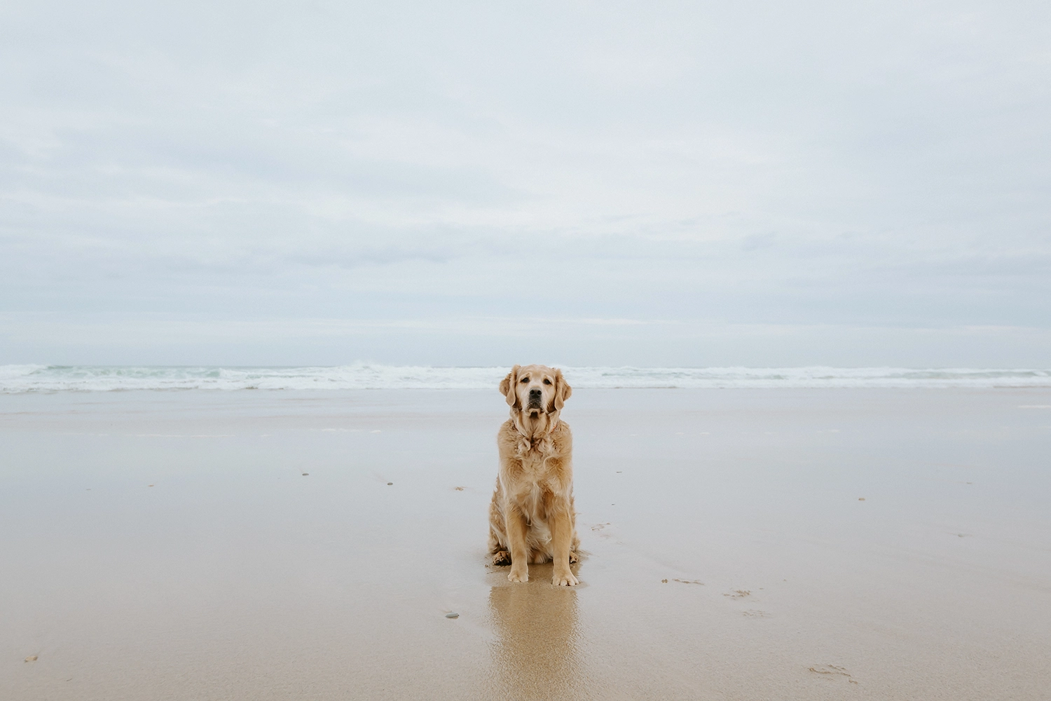 séance photo chien biarritz