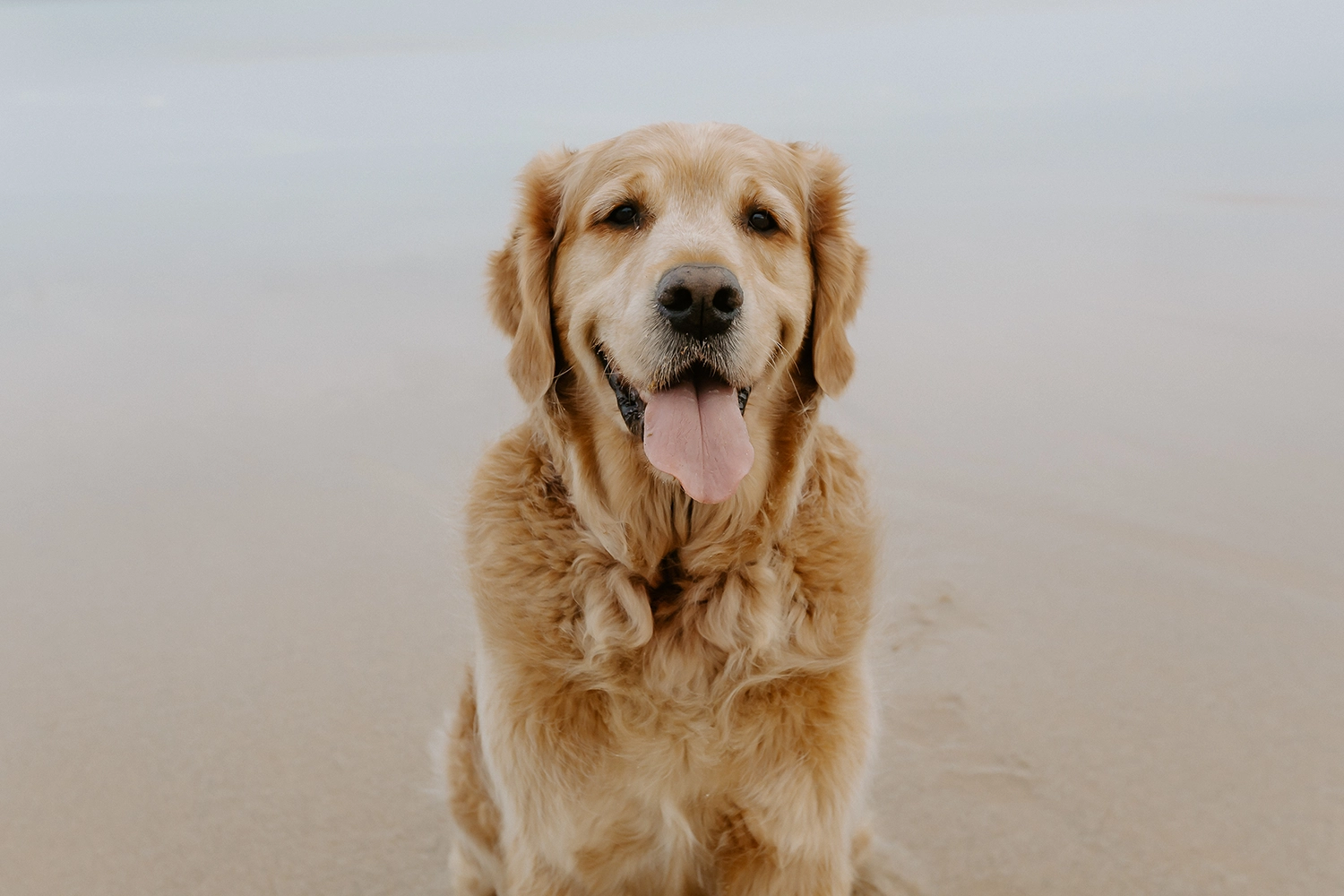 séance photo chien biarritz